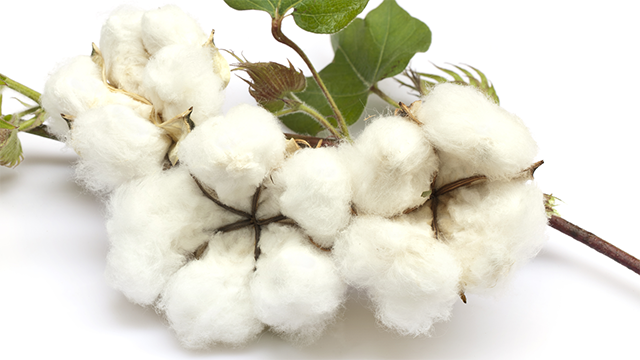 The use of thermal analysis techniques in the field of biopolymers