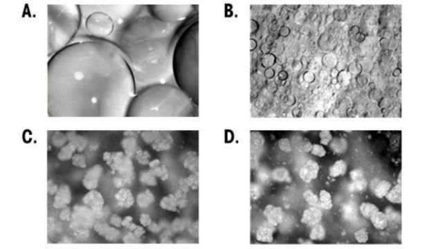 various stages of microscopic crystals forming