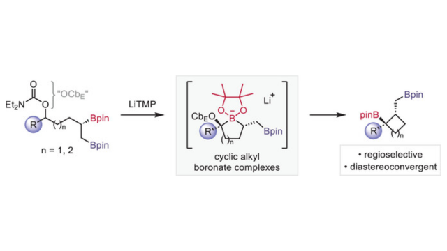 Reaction scheme showing base-mediated cyclization of a boronate ester to form cyclic alkyl boronate complexes and a regioselective, diastereoconvergent bicyclic product.