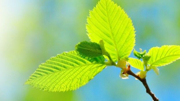 3 green leaves on a tree branch