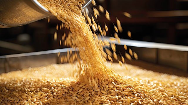 Incoming grains for petfood production