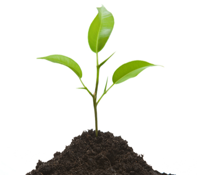 Plant a Tree With Rainin Service