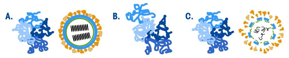 طريقة الأس الهيدروجيني المنخفض لتعطيل الفيروس