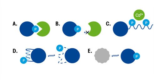 Pourquoi la biocatalyse est-elle importante ? Pourquoi la biocatalyse est-elle importante ?
